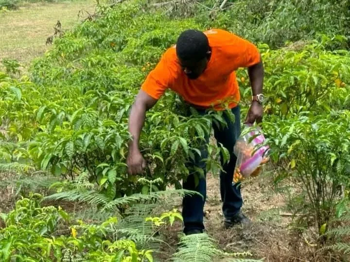 Travail dans une plantation d’iboga IBOGABON