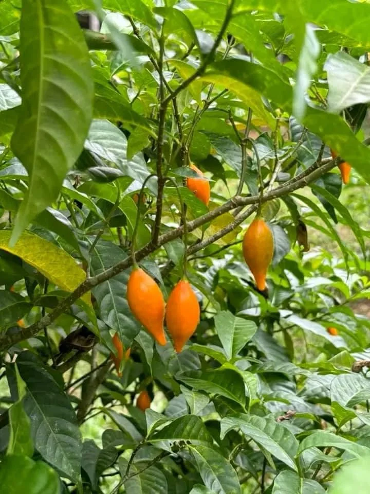 Tabernanthe iboga, plante du patrimoine gabonais
